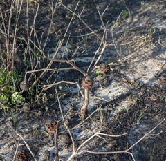 Banksia pulchella