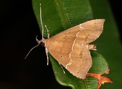 Catada vagalis