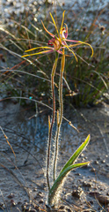 Caladenia decora