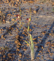 Caladenia decora