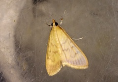 Crypsiptya coclesalis