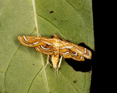 Cymoriza
