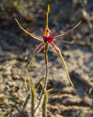 Caladenia decora