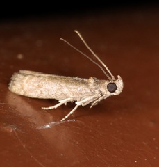 Ectomyelois ceratoniae