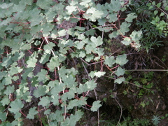 Acer granatense