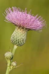 Cirsium nuttalii image