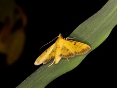 Herpetogramma basalis