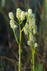 Polygala carteri