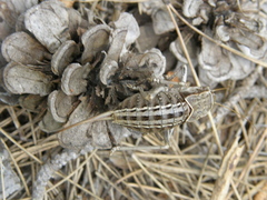 Pycnogaster sanchezgomezi constricta