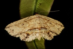 Hyposada ruptifascia