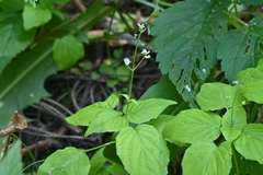 Circaea alpina pacifica