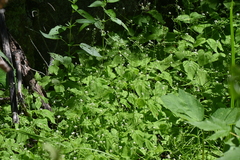 Circaea alpina pacifica