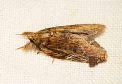 Lamprothripa scotia