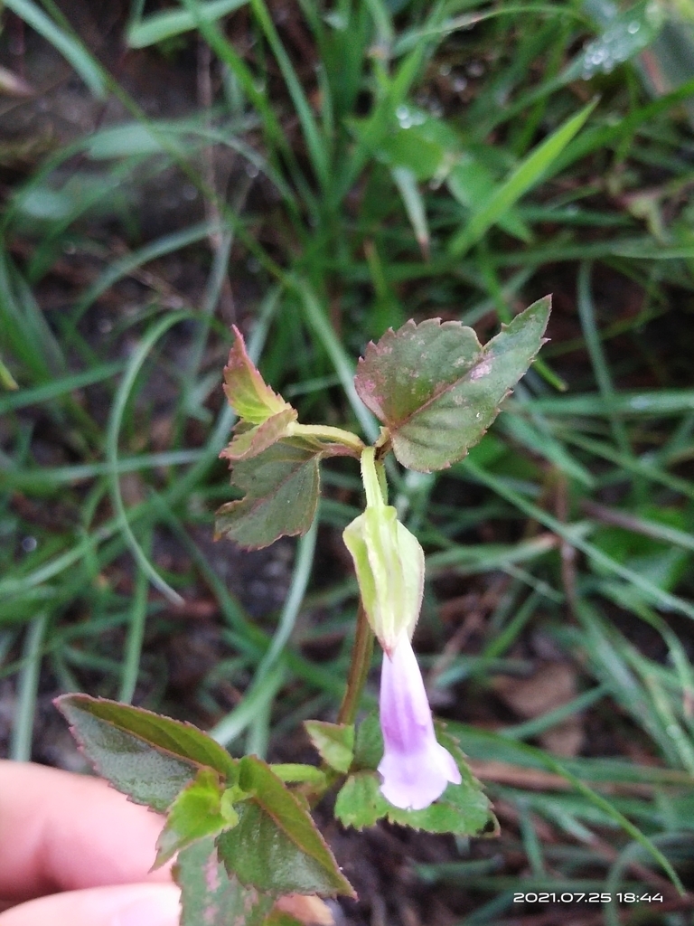 Torenia diffusa (Torenia diffusa)