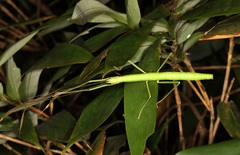 Lopaphus balteatus