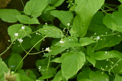Circaea alpina pacifica