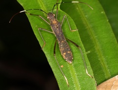 Marcius longirostris