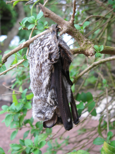 Southern Hoary Bat