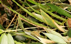 Lopaphus balteatus