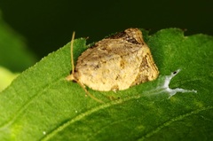 Neocalyptis affinisana