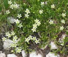 Moehringia ciliata