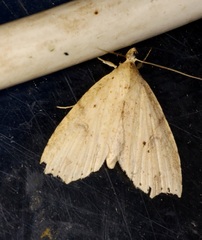 Olulis puncticinctalis