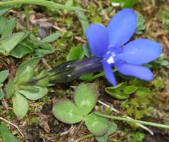 Gentiana brachyphylla