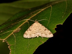 Paurophylla