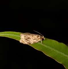 Phaecasiophora