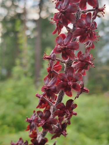 Black False-hellebore