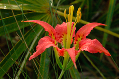 Lilium catesbaei image