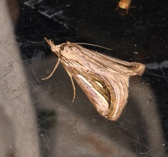Schistorhynx argentistriga