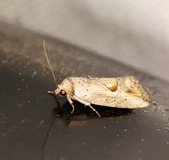 Strotihypera macroplaga