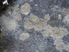 Protoblastenia rupestris