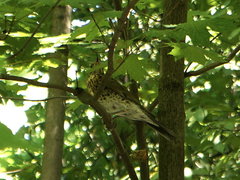 Turdus pilaris