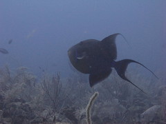 Balistes vetula