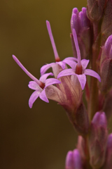 Liatris quadriflora