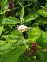 Pieris brassicae