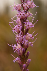 Liatris quadriflora