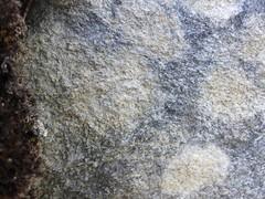 Protoblastenia rupestris