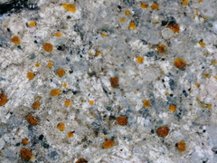 Protoblastenia rupestris