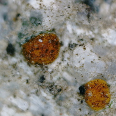 Protoblastenia rupestris