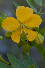 Senna chapmanii