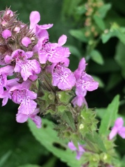 Stachys palustris