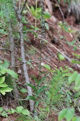 Epipactis atrorubens
