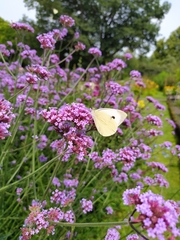 Pieris brassicae