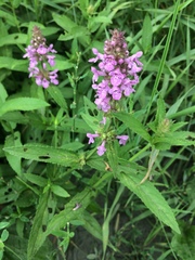 Stachys palustris