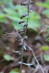 Epipactis atrorubens