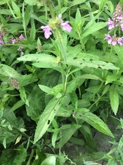 Stachys palustris