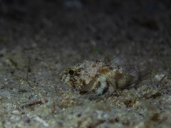 Mushroom Scorpionfish photo 4